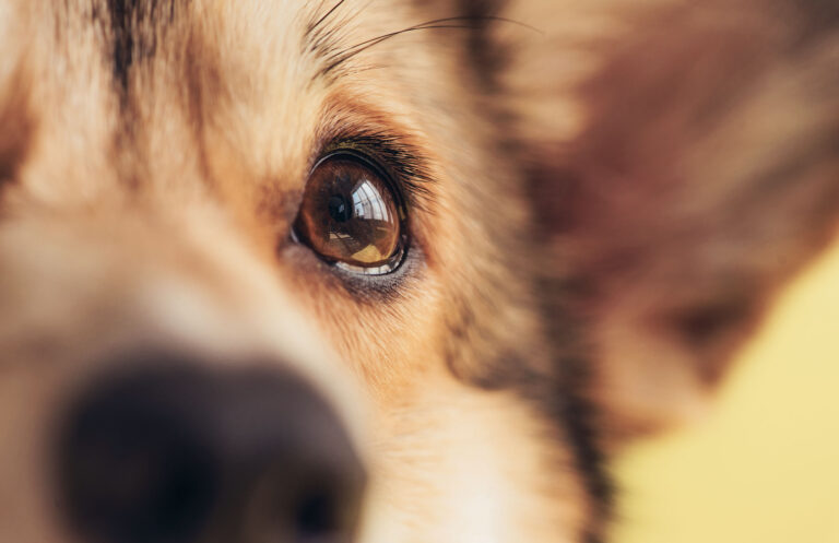 Extreme Nahaufnahme eines Hundes, die den Fokus auf das braune Auge legt. Das Auge reflektiert Licht und Details der Umgebung, während Fell und Schnauze des Hundes unscharf im Vordergrund zu sehen sind.