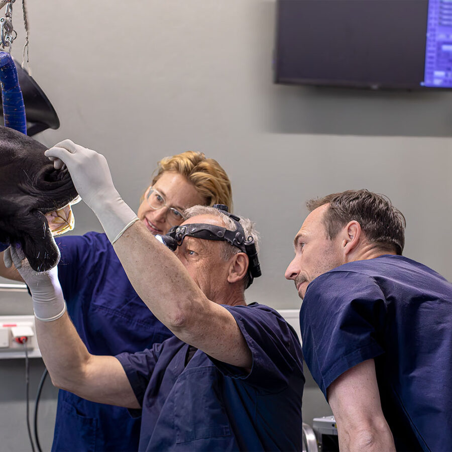 Vier Tierärzte in blauen Kitteln arbeiten zusammen bei einer Zahnuntersuchung eines Pferdes. Eine der Personen hält den Mund des Pferdes offen, während eine andere mit einer Stirnlampe den Zahnstatus inspiziert. Das Pferd ist mit einem speziellen Halfter fixiert. Alle Beteiligten wirken konzentriert und arbeiten im Team.