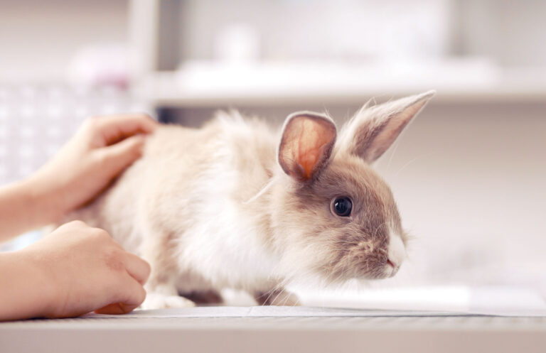 Ein kleines, cremefarbenes Kaninchen sitzt auf einem Untersuchungstisch, während es sanft von einer Hand gestreichelt wird. Das Kaninchen hat aufrechte Ohren und schaut aufmerksam in eine Richtung.
