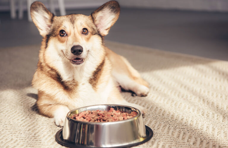 Ein Corgi-Hund liegt auf einem Teppich und schaut aufmerksam in die Kamera. Vor dem Hund steht ein silberner Futternapf, gefüllt mit Trockenfutter. Der Raum ist von Sonnenlicht durchflutet.