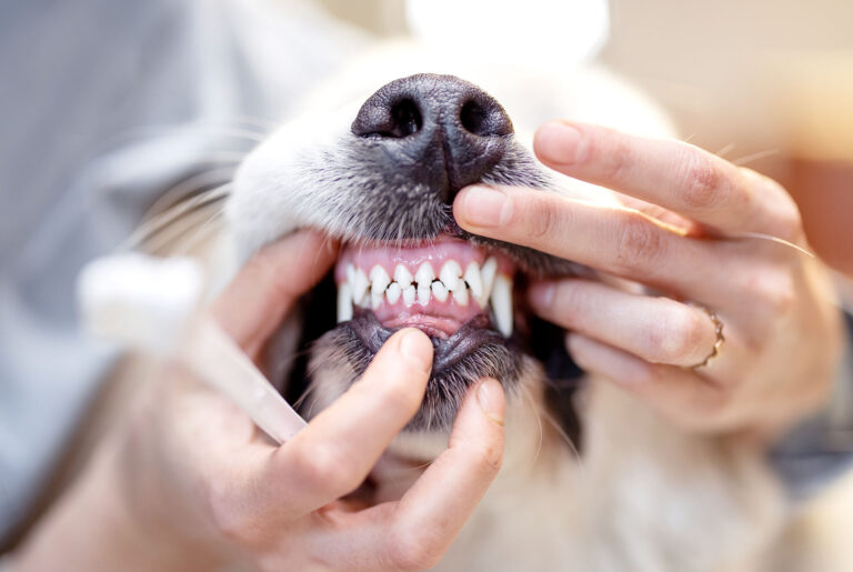 Nahaufnahme eines Hundes, dessen Maul von zwei Händen geöffnet wird, um die Zähne zu zeigen. Die Zähne sind sauber und weiß, während der Hund ruhig gehalten wird. Eine Zahnbürste ist am unteren Bildrand erkennbar.