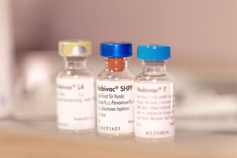 Drei kleine Impfstofffläschchen mit Etiketten, die verschiedene Impfstoffe für Hunde enthalten. Auf den Fläschchen stehen die Bezeichnungen „Nobivac L4“, „Nobivac SHPP“ und „Nobivac T“, jeweils mit verschiedenfarbigen Verschlüssen in Gelb, Blau und Silber.