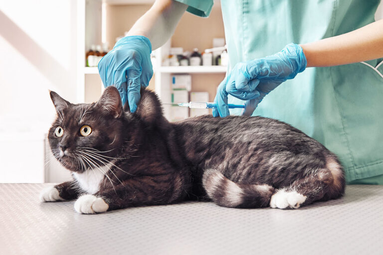 Eine schwarz-weiße Katze liegt auf einem Untersuchungstisch, während eine Tierärztin in grüner OP-Kleidung und blauen Handschuhen eine Injektion in den Nackenbereich der Katze verabreicht. Die Katze schaut wachsam nach vorne.