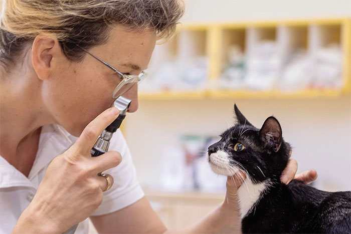 Tierärztin Lena Tietje untersucht eine schwarz-weiße Katze mit einem Augenspiegel. Die Katze sitzt ruhig, während die Tierärztin das Auge der Katze mit einem speziellen Instrument betrachtet.
