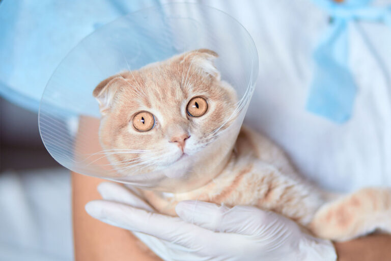 Eine cremefarbene Katze mit großen, bernsteinfarbenen Augen trägt einen medizinischen Halskragen nach einer Operation. Sie wird sanft von einer Person in blauen OP-Kleidung und weißen Handschuhen gehalten.