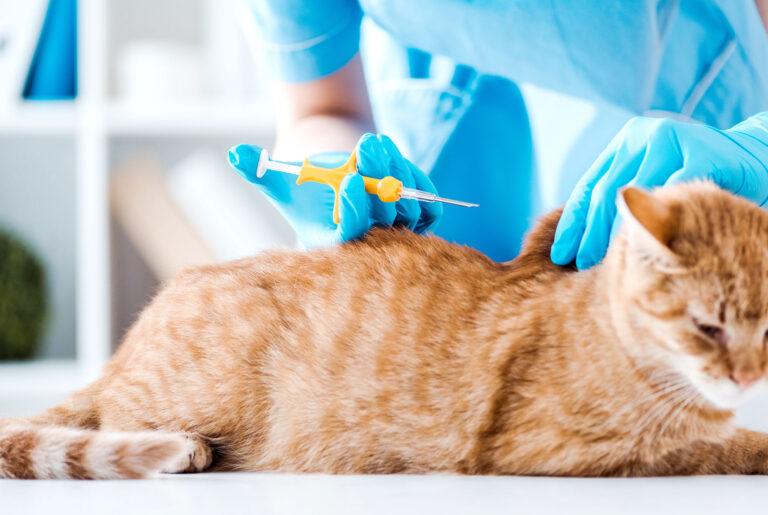 Eine orangefarbene Katze liegt auf einem Untersuchungstisch, während eine Tierärztin in blauer Kleidung und blauen Handschuhen einen Mikrochip mit einer Spritze in den Nackenbereich der Katze einsetzt. Die Katze wirkt ruhig, während der Eingriff durchgeführt wird.