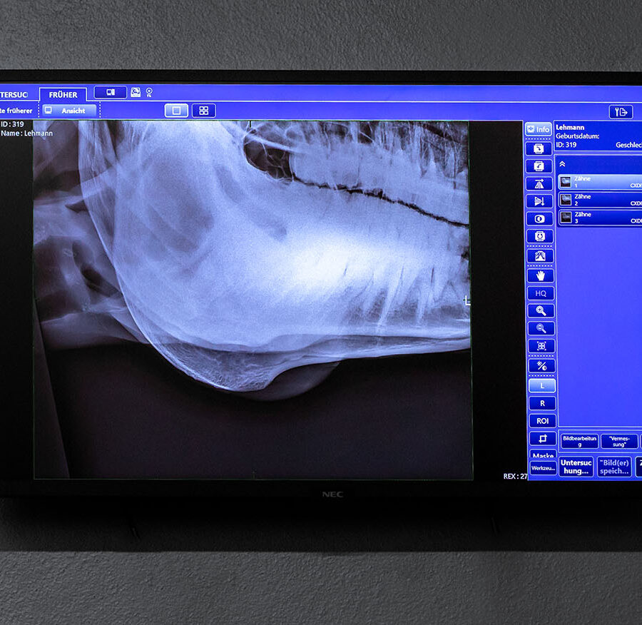 Röntgenaufnahme der Maulhöhle eines Pferdes auf einem Monitor in einer Tierarztpraxis, die Zähne und den Kiefer des Pferdes darstellend.