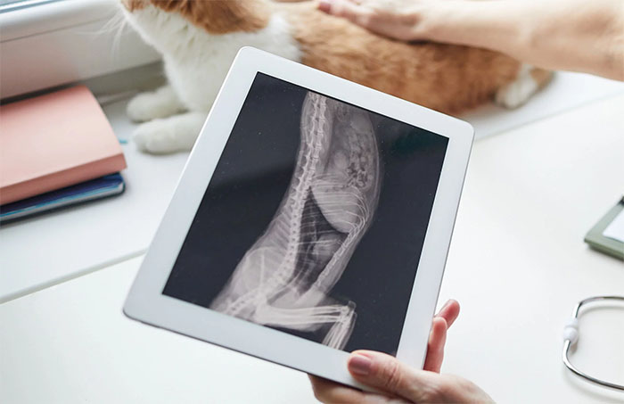 Eine Hand hält ein Tablet mit einem Röntgenbild, das den Brust- und Bauchbereich einer Katze zeigt. Im Hintergrund ist die Katze zu sehen, die auf einem Tisch liegt, während eine Person sie sanft streichelt.