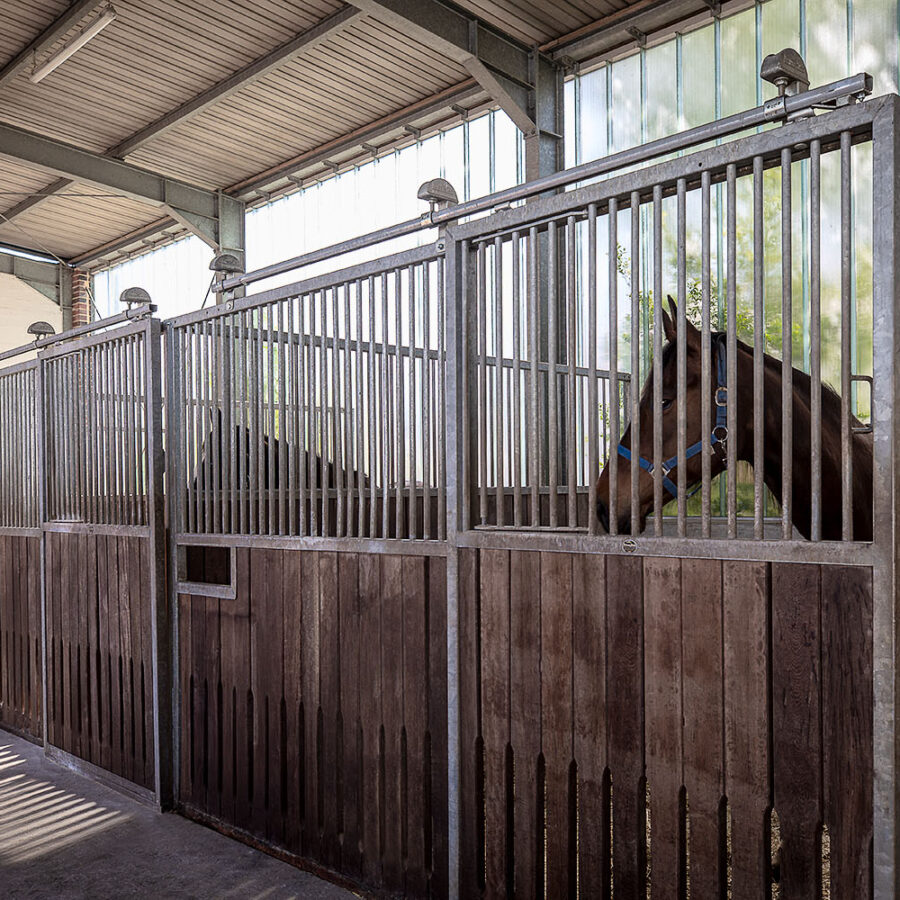 Die Pferde stehen in geräumigen, lichtdurchfluteten Boxen, die eine sichere Unterbringung ermöglichen.