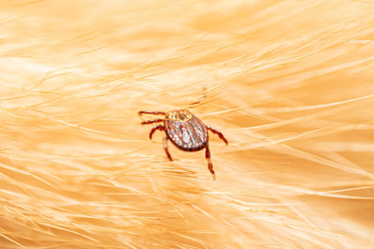 Nahaufnahme einer Zecke, die sich im hellen Fell eines Hundes befindet. Die Zecke krallt sich an den Haaren fest und ist deutlich zu erkennen.