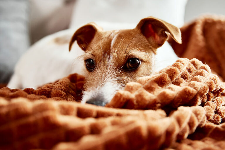 Nahaufnahme eines Hundes mit braun-weißem Fell, der auf einer weichen, orangefarbenen Decke liegt und mit großen, sanften Augen in die Kamera schaut.