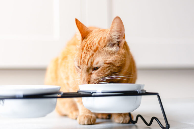 Eine orangefarbene Katze frisst aus einem erhöhten weißen Futternapf in einer modernen Küche. Die Katze ist konzentriert auf das Fressen und sitzt vor den beiden Näpfen.
